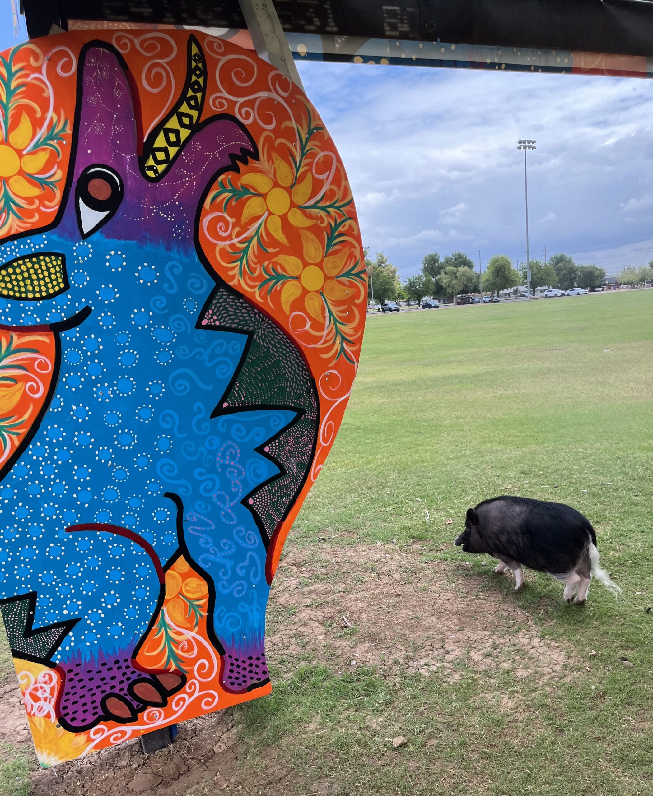 PIG LEAVING